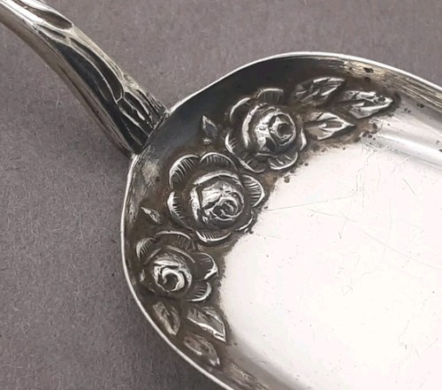 Hildesheimer rose - hildesheimer,